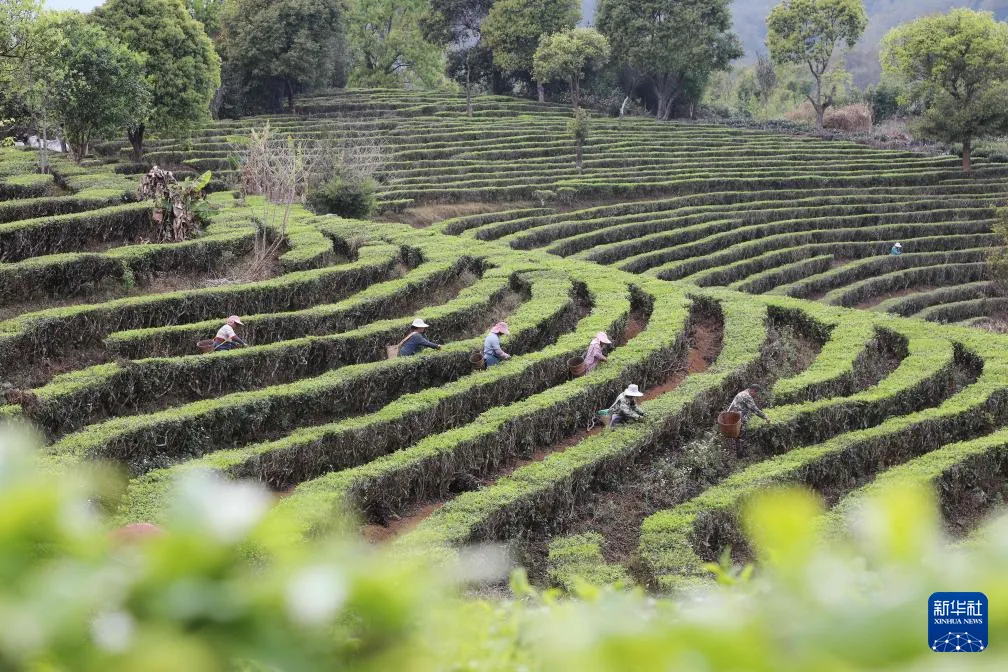 茶山春色纪实影像 - 黑料网